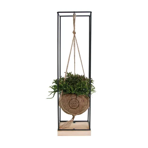 Kokodama® - Hanging easy green mix (M)